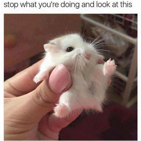 60 Animal Memes Guaranteed To Make You Laugh Every Time Cute Hamsters Funny Hamsters Cute