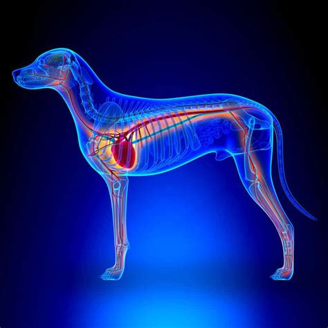 Help for Dogs with a Heart Murmur - Fidose of Reality