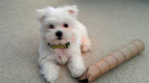 Cute Maltese Puppy Dog Playing With Empty Paper Roll