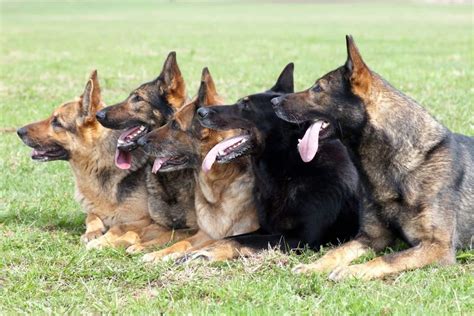 5 Types Of German Shepherds With Pictures Traits And Facts World Of Dogz