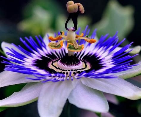 Chingum Discover Curiosities Most Unusual Flowers In The World