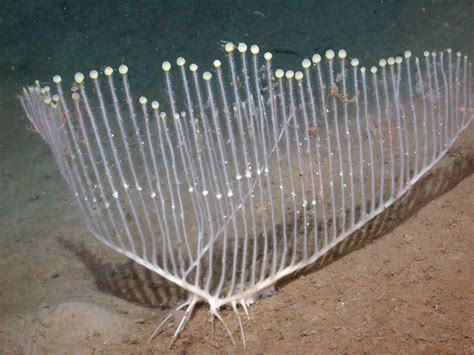 Weird Looking Meat Eating Sponge Found In Deep Sea Live Science