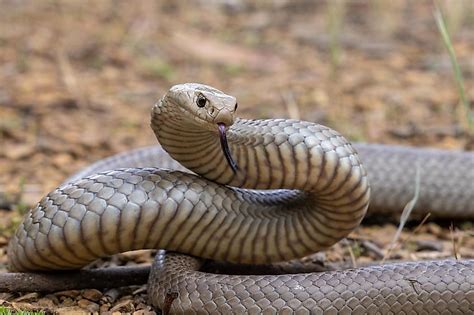 The 10 Most Venomous Snakes In The World WorldAtlas