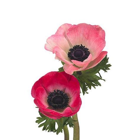 Why The Anemone Flower Is A Great Choice For Wedding Flowers Anemone