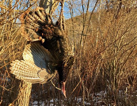 Maryland Has Small Winter Turkey Hunting Season Harvest Local News