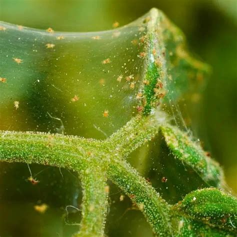 How To Detect And Treat Spider Mites On Houseplants Amaze Vege Garden