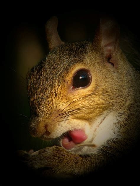 Portrait Of Gray Squirrel Instagram Dogs Dog Sitting Cat Day Dog