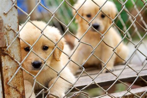 10 Reasons To Adopt A Shelter Pet