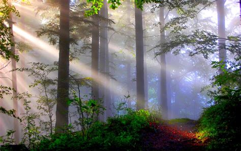 Misty Forest Wallpapers Wallpaper Cave