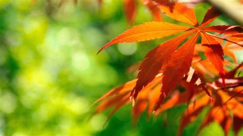Orange Fall Leaves Against Autumn Nature Wallpapers 1366x768 Download