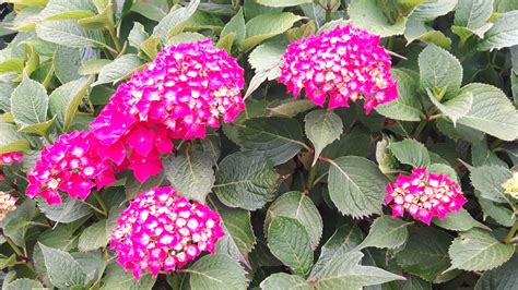 Avoid ph levels above 7.5 to. Hydrangea macrophylla. The Mophead Hydrangea. Large Blousy ...