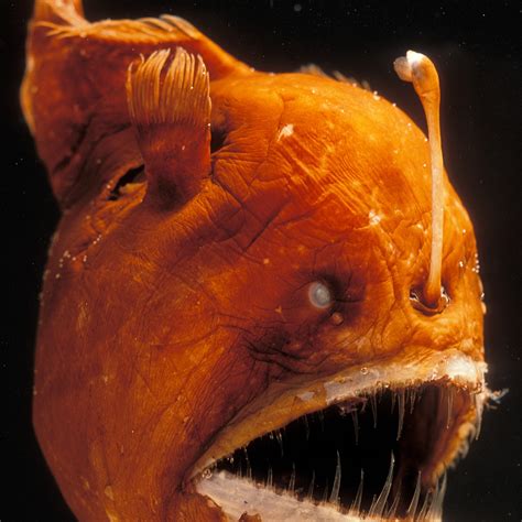 Angler Fish Facts For Kids Unique Fish Photo