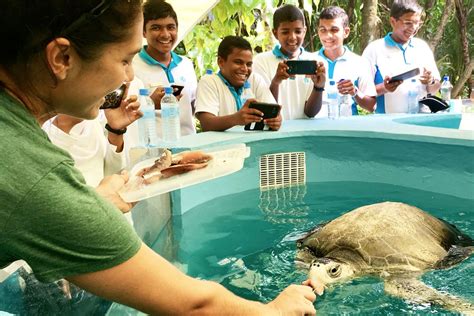 Marine Turtle Rescue Centre Coco Collection