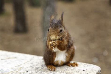 Squirrel Eating Nuts Stock Photo Image Of Eating Feeding 220416392
