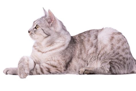 european shorthair cats breed information omlet