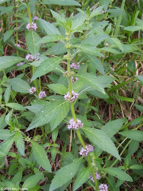 Mentha arvensis (Wild Mint): Minnesota Wildflowers