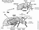 Cicada Insects Animal Printouts Coloring Printout Arthropod Cycle Insect Anatomy Cicadas Underground Animals Enchantedlearning Diagram Pages Centipede Cycles Label Small sketch template