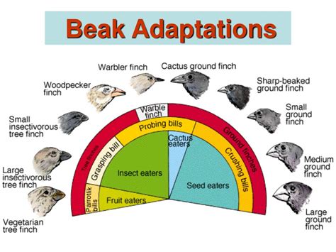 Ppt Biology Chapter 15 Powerpoint Presentation Free Download Id