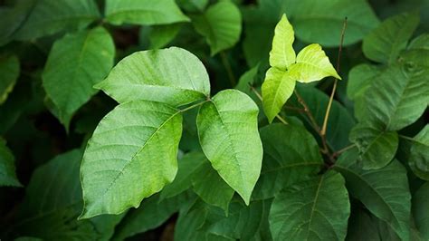 Poison Ivy Oak And Sumac Rashes Can Be Serious Everyday Health