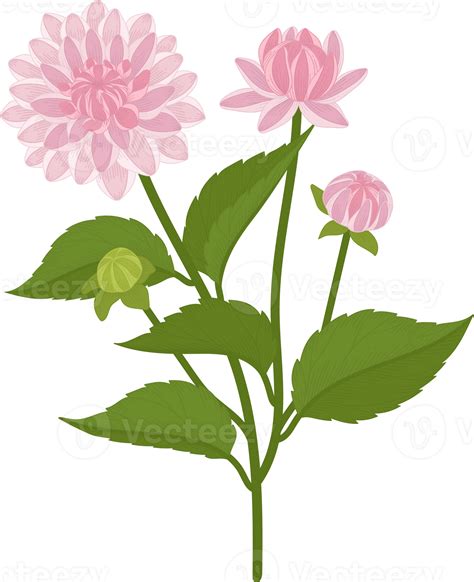 Pink Dahlia Flower Hand Drawn Illustration 10172302 Png