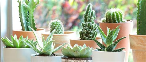 How To Grow Cacti And Succulents Palmers Garden Centre