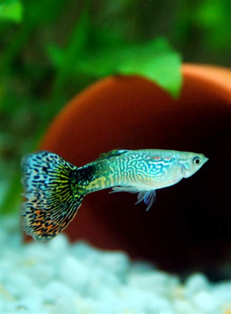 Die endler guppys sind kleiner und kompakter als ihre größeren verwandten, den poecilia das guppy biotop. Guppy | Haltung und Zucht | Poecilia reticulata ...