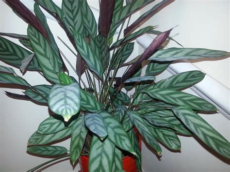 How To Identify House Plants Identification What Is This Tropical