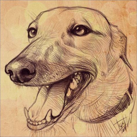 Check spelling or type a new query. Shelter Sketches: Meet Rita » I Love Rescue Animals - Advocacy for Rescued Animals, Animal ...
