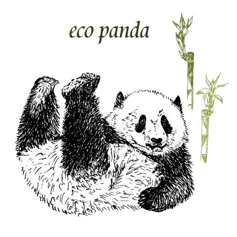 Sketch Panda With Green Bamboo Vector Illustration Engrave Ink Drawn