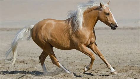 Palomino Horse Facts With Pictures