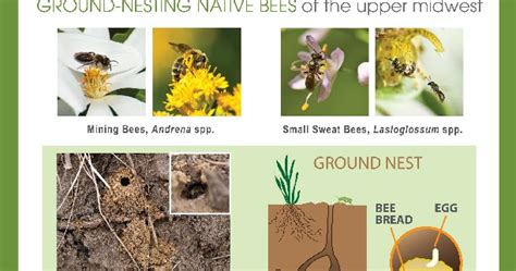 Restoring The Landscape With Native Plants Pollinator Handouts
