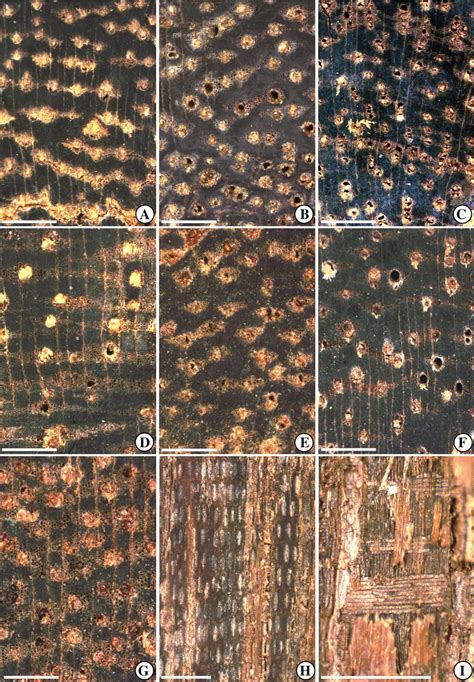 Anatomy of waterlogged wood of ipê Tabebuia Handroanthus spp types Download Scientific