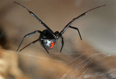 Black Widow Spider Poison Center Tampa