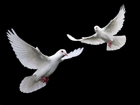 White Doves Wallpapers And Images Wallpapers Pictures Photos