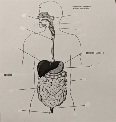Module 13 Digestive System Diagram Diagram Quizlet
