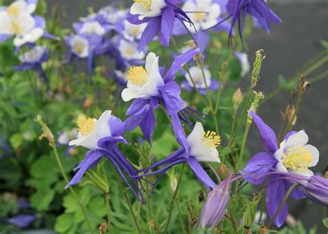 Try Columbine As An Annual In Ms Gardens Mississippi State University
