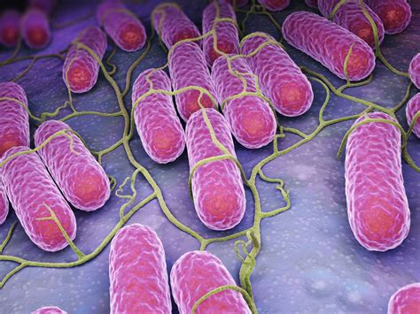 Salmonella Symptoms Causes And Treatment