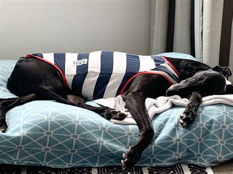 Gentle Giant Tyson Living His Best Life • Greyhound Rescue