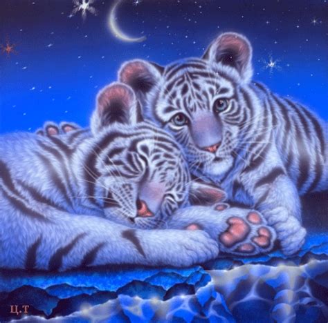 White Tigers Animated Pictures