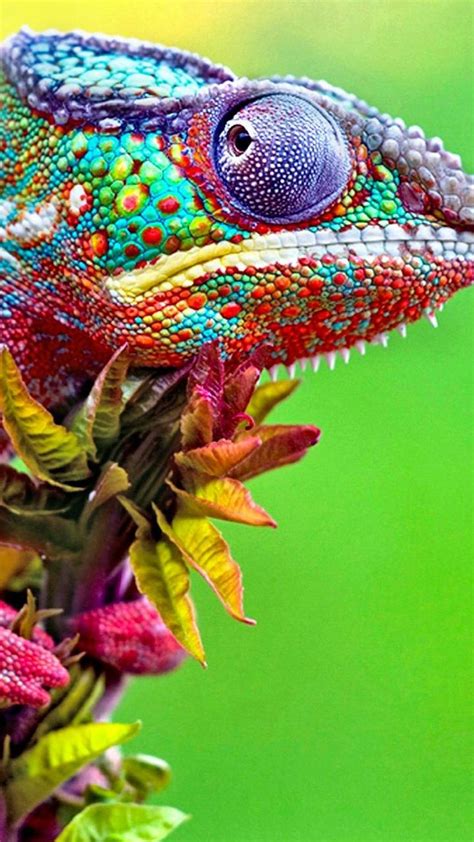 Colorful Chameleon Wallpapers Top Free Colorful Chameleon Backgrounds