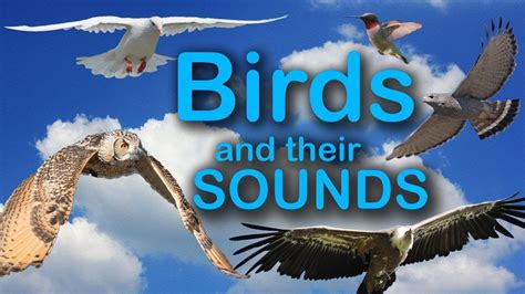 Birds And Their Sounds Learning For Kids Youtube