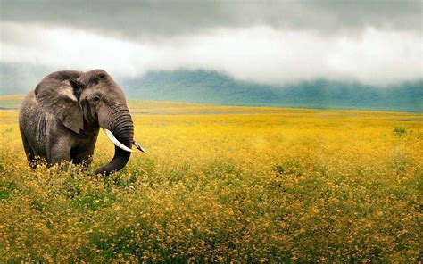 Indian Elephant Wallpapers Wallpaper Cave