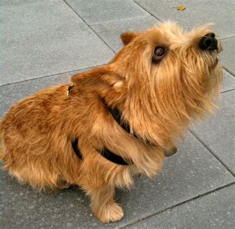 With a friendly personality, norwich terriers are today mostly a companion dog breed. Norwich Terrier - Hunderassen | Haustiere
