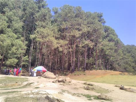 Tamilnadu Tourism Pine Forest Shooting Spot Ooty Nilgiris