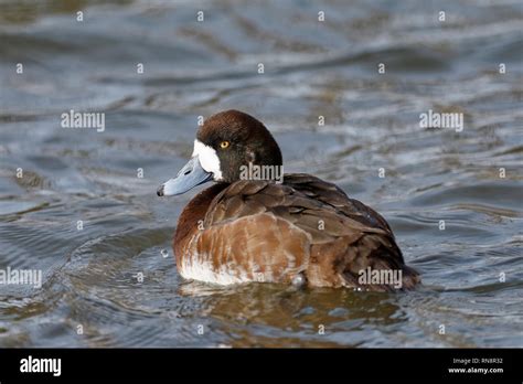 Greater Scaup Aythya Marila Female Diving Duck Stock Photo Alamy