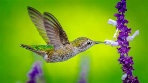 Wallpaper Hummingbird Bird Flower 5k Animals 17838