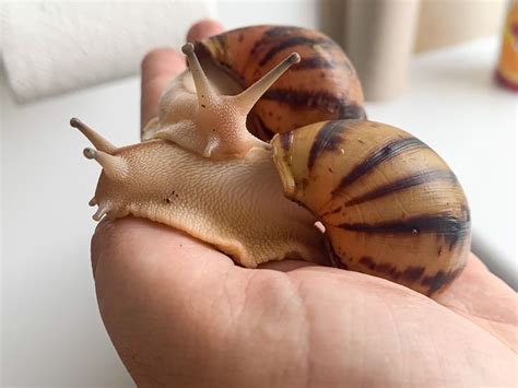 Pin On Giant African Land Snails