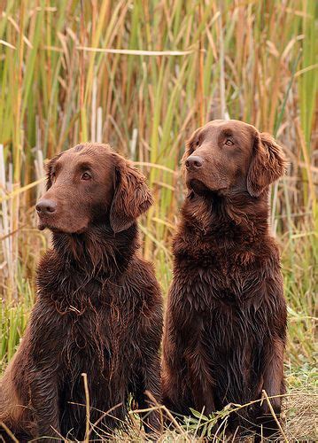 A Pair Of Hunting Retrievers Brown Flat Coated Retrievers Retriever