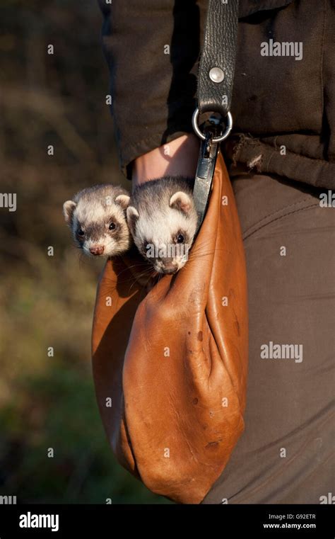 Ferrets In Bag Of Hunter Mustela Putorius Forma Domestica Stock