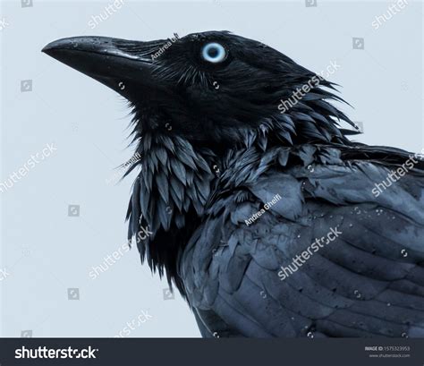 Portrait Black Crow Stock Photo Shutterstock